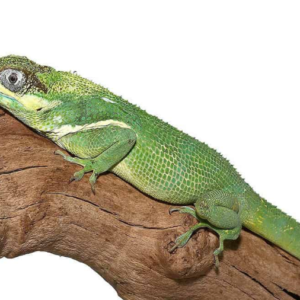 Cuban Knight Anole For Sale