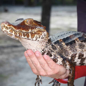 Cuvier's Dwarf Caiman for Sale