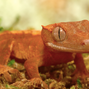 Dalmatian Crested Gecko For Sale