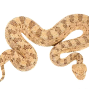 Desert Horn Viper For Sale