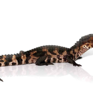 Dwarf Caiman For Sale