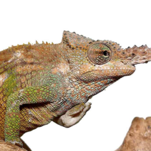 Dwarf Fischer’s Chameleon For Sale