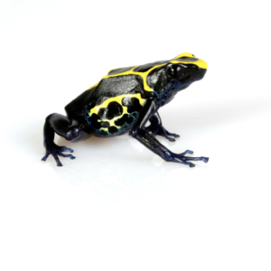 Dyeing Poison Dart Frog for Sale