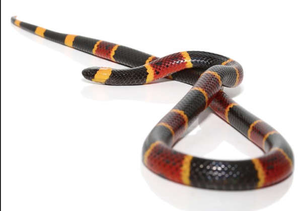 Eastern Coral Snake For Sale