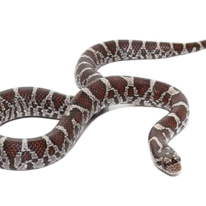 Eastern Milk Snake For Sale