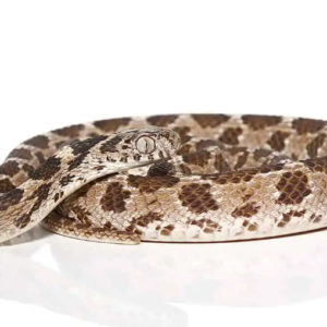 Egyptian Egg Eating Snake For Sale