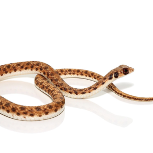 Egyptian False Cobra For Sale