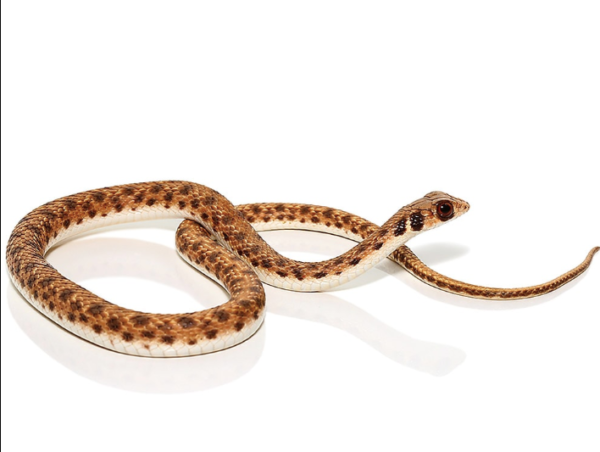 Egyptian False Cobra For Sale