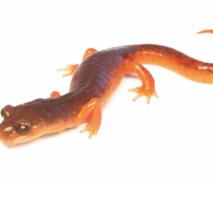 Ensatina Salamander for Sale