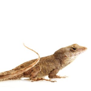 Feeder Anoles for Sale