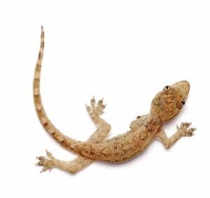 Feeder House Geckos for Sale