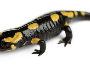 Fire Salamander for Sale