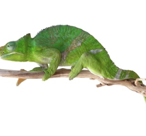 Giant Fischers Chameleon for Sale