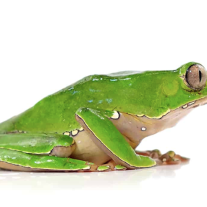 Giant Waxy Monkey Tree Frog For Sale