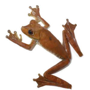 Gladiator Tree Frog For Sale