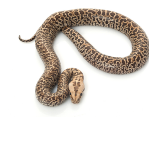 Granite Burmese Python For Sale