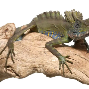 Great Anglehead Lizard For Sale