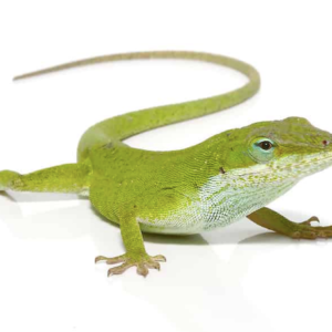 Green Anole For Sale