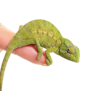 Green Chameleon For Sale