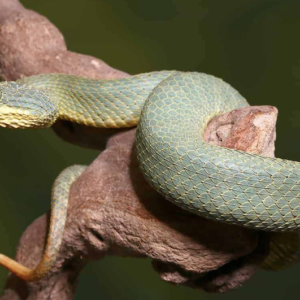 Green Patternless Squamigera Bush Viper For Sale