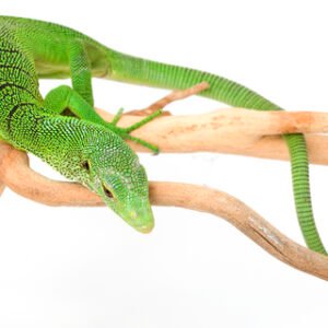 Green Tree Monitor for Sale