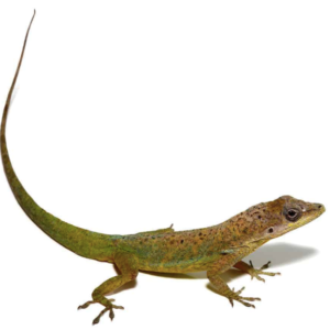 Guyana Anole For Sale