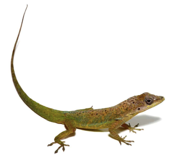 Guyana Anole For Sale