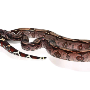 Guyana Red Tail Boa For Sale