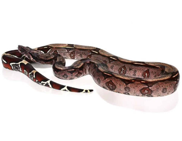 Guyana Red Tail Boa For Sale