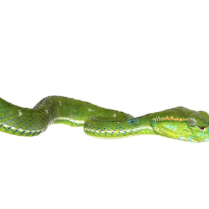 Hageni’s Pit Viper For Sale