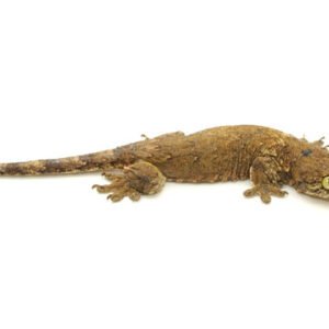 Halmahera Giant Gecko for Sale