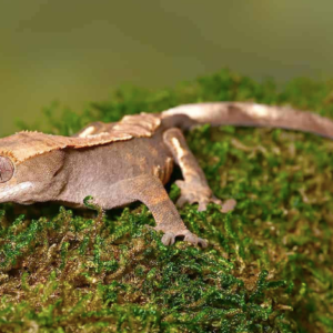 Baby Harlequin Crested Gecko For Sale