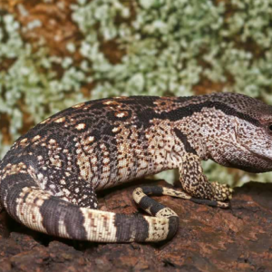 Hatchling White Throat Monitor For Sale