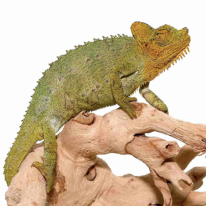 Helmeted Chameleon For Sale