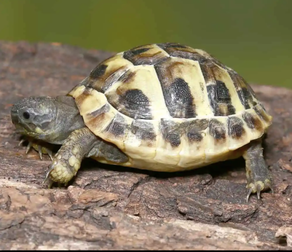 Hermann’s Tortoise For Sale