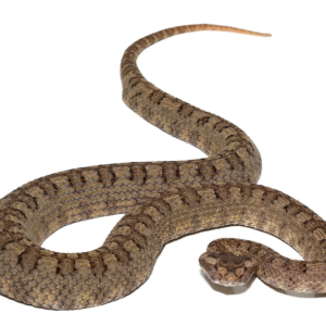 Horned Pit Vipers Pair For Sale