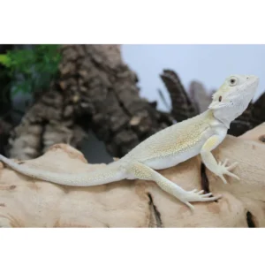 Hypo Witblits Male Bearded Dragon For Sale