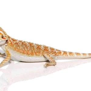 Inferno Bearded Dragon For Sale