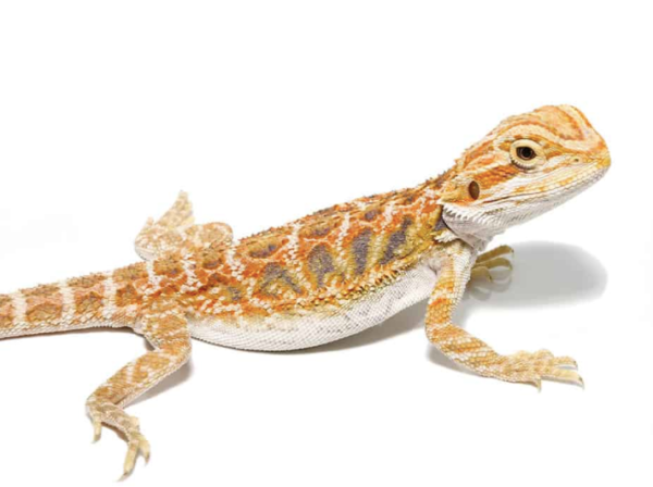 Inferno Bearded Dragon For Sale