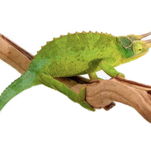 Jackson’s Chameleon For Sale