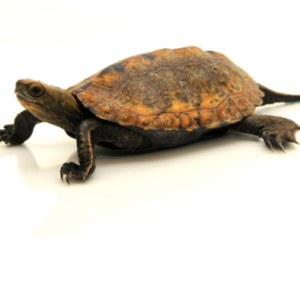 Japanese Pond Turtle for Sale