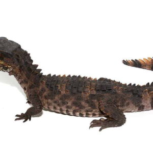 Juvenile Smooth Front Caiman For Sale