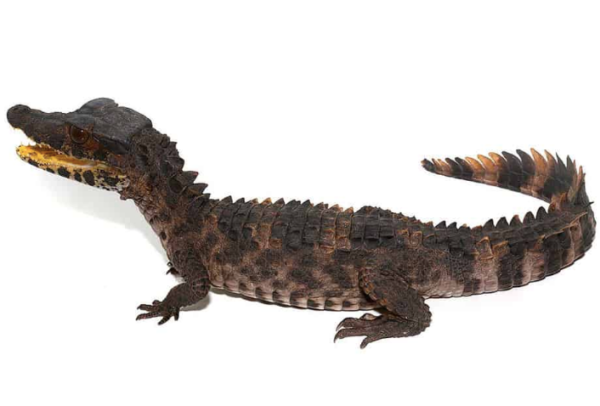 Juvenile Smooth Front Caiman For Sale