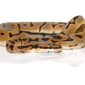 Leopard Spider Ball Python For Sale