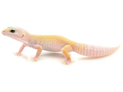 gecko