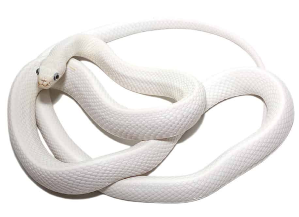 Leucistic Texas Rat Snake For Sale