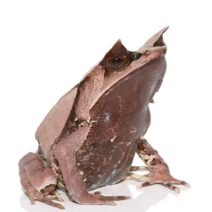 Malaysian Leaf Frog For Sale