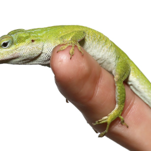 Megladon Green Anole For Sale