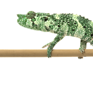 Mellers Chameleon for Sale