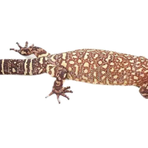 Mexican Beaded Lizard